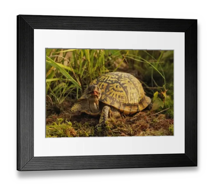 Framed Print : USA, North America, Michigan