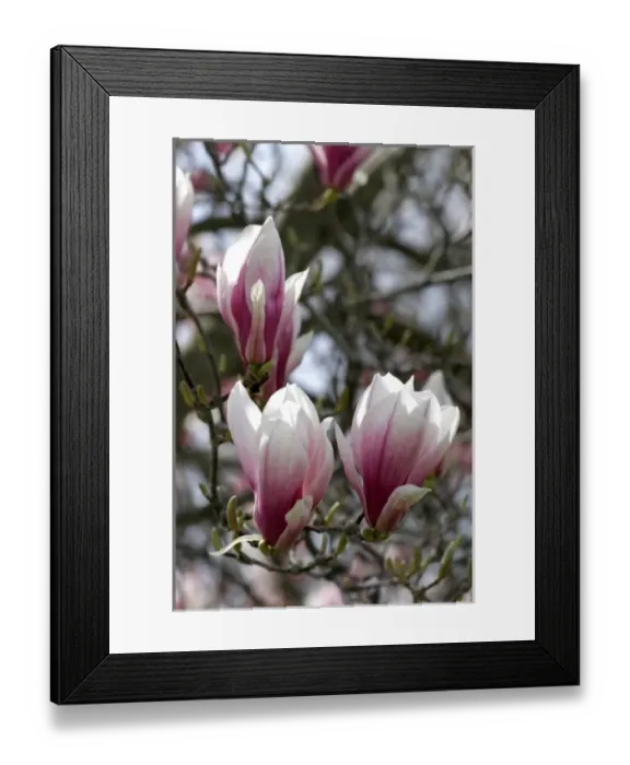 Framed Print : Magnolia Liliiflora blooms during spring in Boise, Idaho