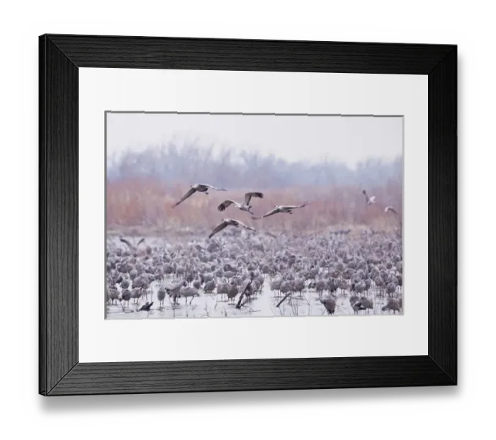 Framed Print : Sandhill cranes (Grus Canadensis) on the Platte River during spring migration near Kearney Framed Print : Sandhill cranes (Grus Canadensis) on the Platte River during spring migration near Kearney