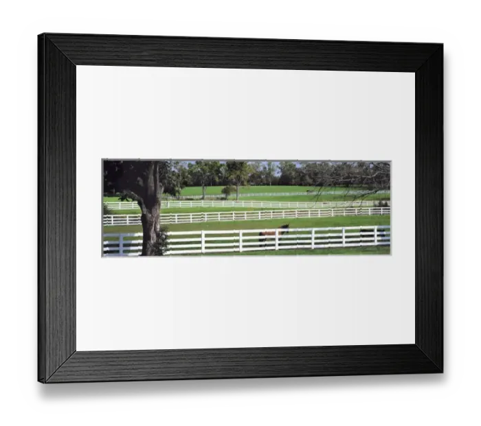 Framed Print : USA, Kentucky, Lexington. A thoroughbred horse stands by a white fence in Kentucky Horse Park Framed Print : USA, Kentucky, Lexington. A thoroughbred horse stands by a white fence in Kentucky Horse Park