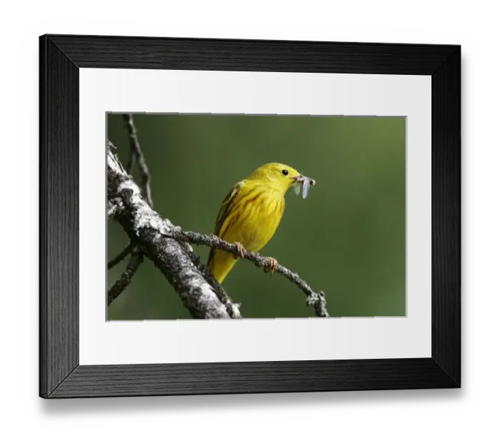 Framed Print : USA, North America, Montana Framed Print : USA, North America, Montana