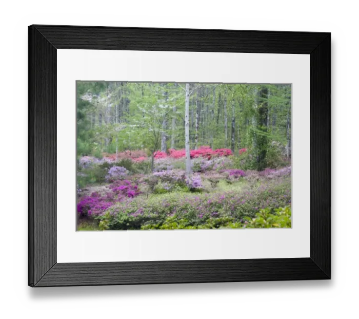 Framed Print : USA, North America, Georgia Framed Print : USA, North America, Georgia