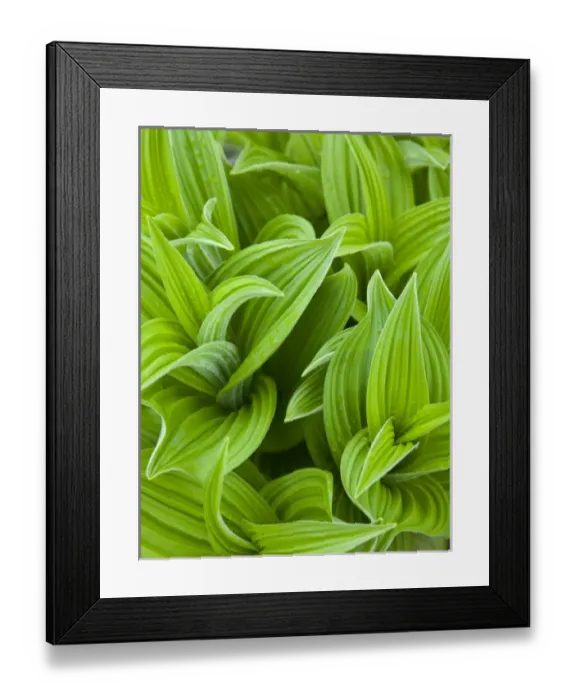 Framed Print : Corn lilly aka False Hellebore in Glacier National Park in Montana Framed Print : Corn lilly aka False Hellebore in Glacier National Park in Montana