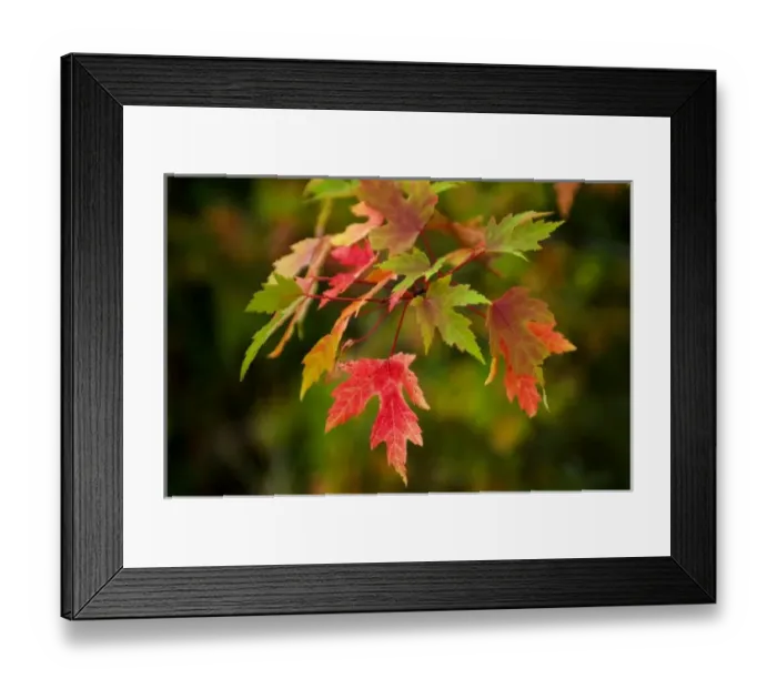 Framed Print : USA, Minnesota, Itasca State Park. Fall color Framed Print : USA, Minnesota, Itasca State Park. Fall color