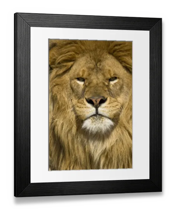 Framed Print : USA, North America, Montana Framed Print : USA, North America, Montana