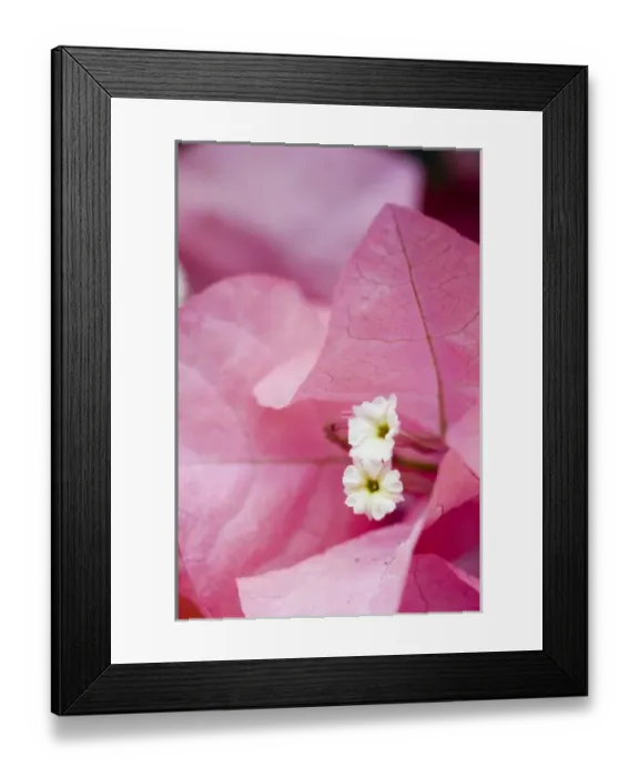 Framed Print : USA, Georgia, Pine Mountain. A closeup of a bouganvilla flower Framed Print : USA, Georgia, Pine Mountain. A closeup of a bouganvilla flower