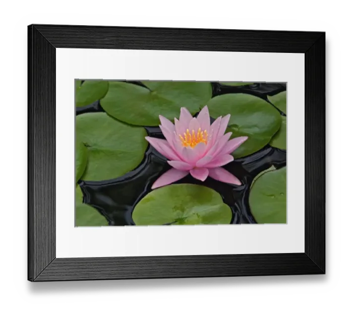Framed Print : Hybrid water lily, Louisville, Kentucky. Nympheaceae spp Framed Print : Hybrid water lily, Louisville, Kentucky. Nympheaceae spp