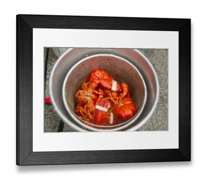 Framed Print : Lobsters in the pot in Hancock, Maine, USA