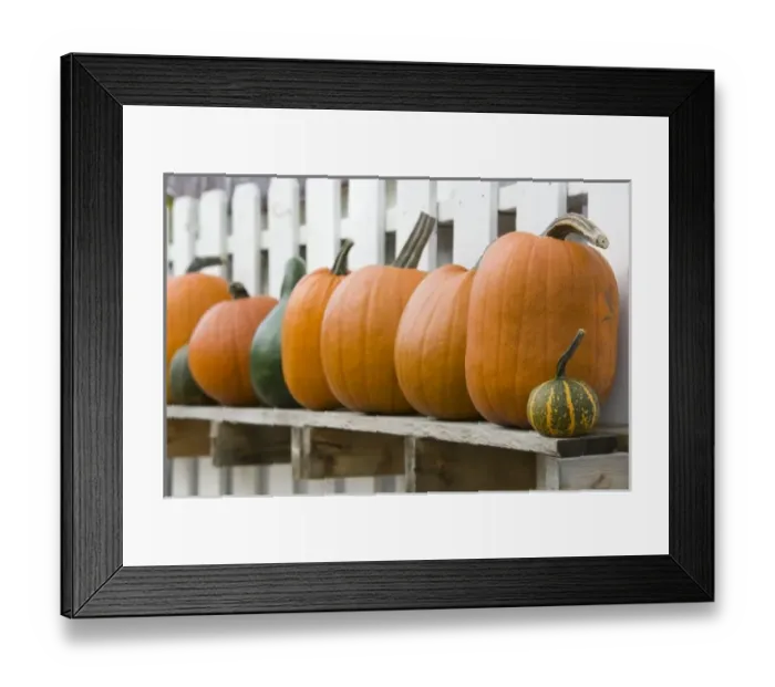 Framed Print : USA, Michigan, Lake Michigan Shore, Leelanau County, Glen Harbor: Pumpkins / Autumn Framed Print : USA, Michigan, Lake Michigan Shore, Leelanau County, Glen Harbor: Pumpkins / Autumn