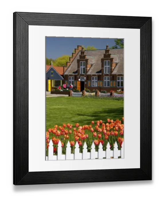 Framed Print : Windmill Island park with tulips in bloom at Holland, Michigan