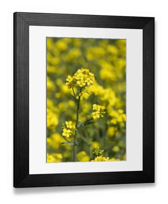 Framed Print : USA, North America, Idaho
