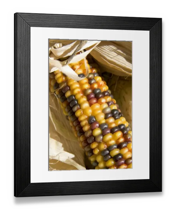 Framed Print : Indian corn display at a roadside fruit stand in Fruitland, Idaho Framed Print : Indian corn display at a roadside fruit stand in Fruitland, Idaho