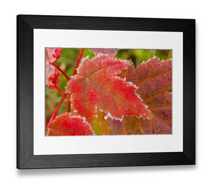 Framed Print : Frost crystals outlines maple leaves at the Benjamin Farm in Scarborough, Maine Framed Print : Frost crystals outlines maple leaves at the Benjamin Farm in Scarborough, Maine