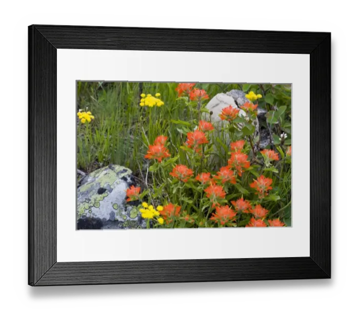 Framed Print : Indian paintbrush and biscuitroot wildflowers with western serviceberry in the Many Framed Print : Indian paintbrush and biscuitroot wildflowers with western serviceberry in the Many