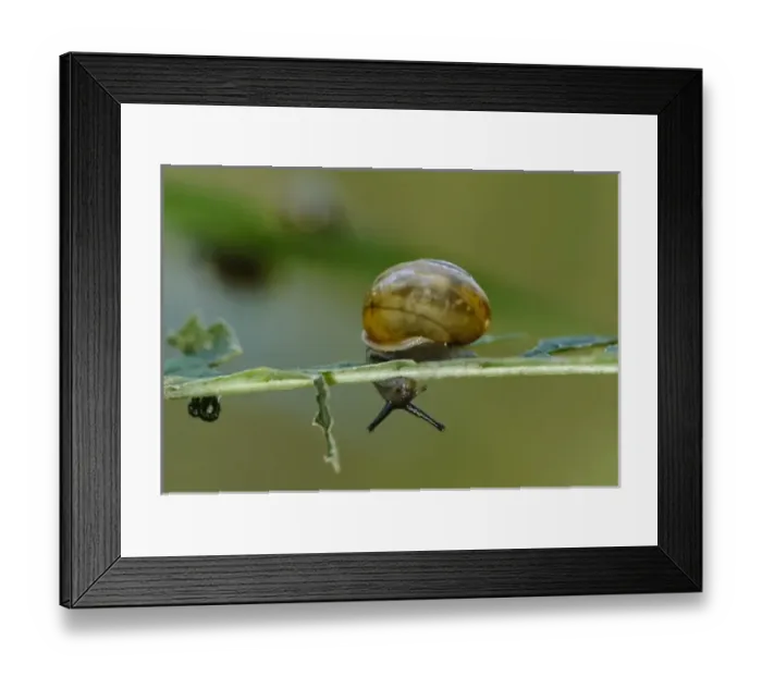 Framed Print : Snail, Turnhole Bend Trail, Mammoth Cave National Park, Kentucky, KY, USA