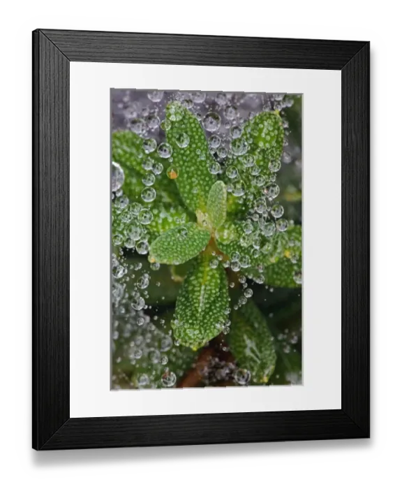 Framed Print : Raindrops in small spiderweb, Acadia National Park, Maine Framed Print : Raindrops in small spiderweb, Acadia National Park, Maine