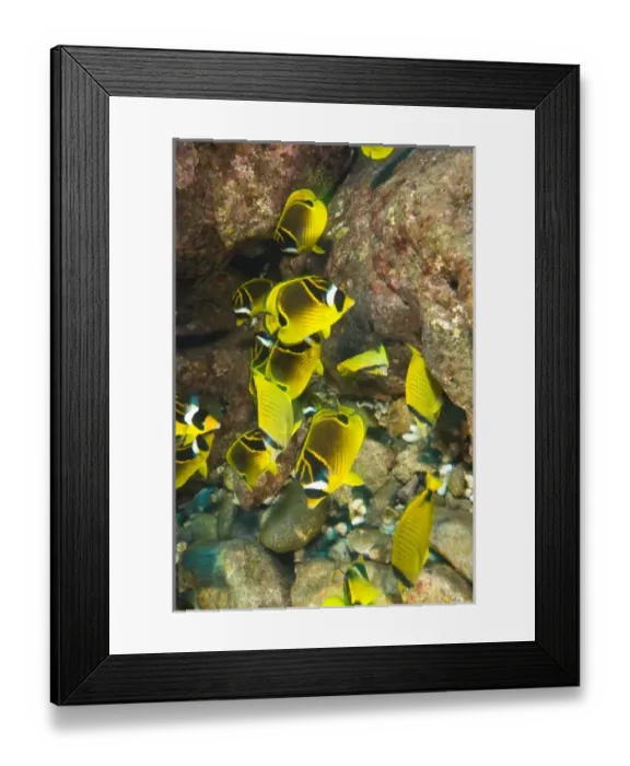 Framed Print : USA, North America, Hawaii