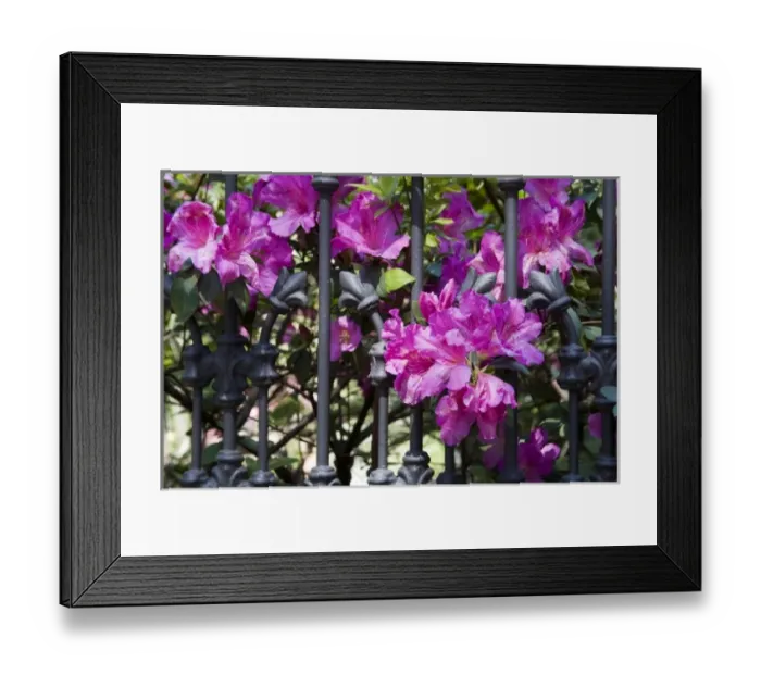 Framed Print : USA, Georgia, Savannah. Azaleas blooming through wrought iron gate