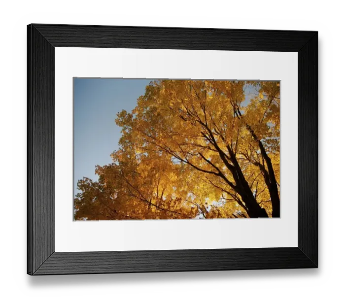 Framed Print : North America, USA, Massachusetts, Shelburne. Sunlight peaks through fall foliage
