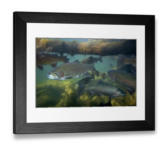 Framed Print : Rainbow trout underwater at the nature center in Boise, Idaho