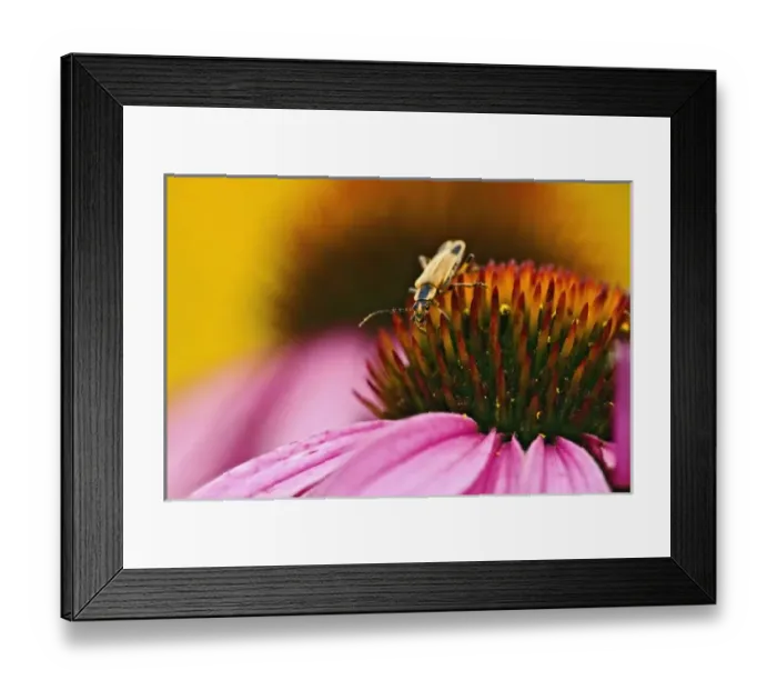 Framed Print : USA, North America, Kentucky Framed Print : USA, North America, Kentucky