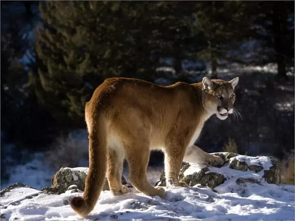 Mountain Lion, aka puma, cougar; Puma concolor, Captive wildlife model, in snow near Yellowstone NP