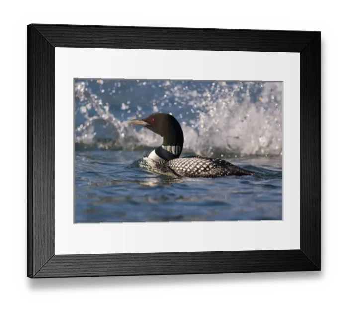 Framed Print : Common Loon as other loon dives to make splash in morning light on Whitefish Lake