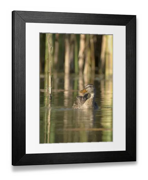 Framed Print : USA, North America, Minnesota Framed Print : USA, North America, Minnesota