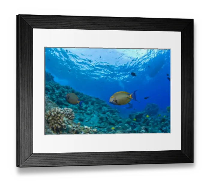 Framed Print : Molokini Crater (Bird Sanctuary), South Maui, Hawaii, USA Framed Print : Molokini Crater (Bird Sanctuary), South Maui, Hawaii, USA