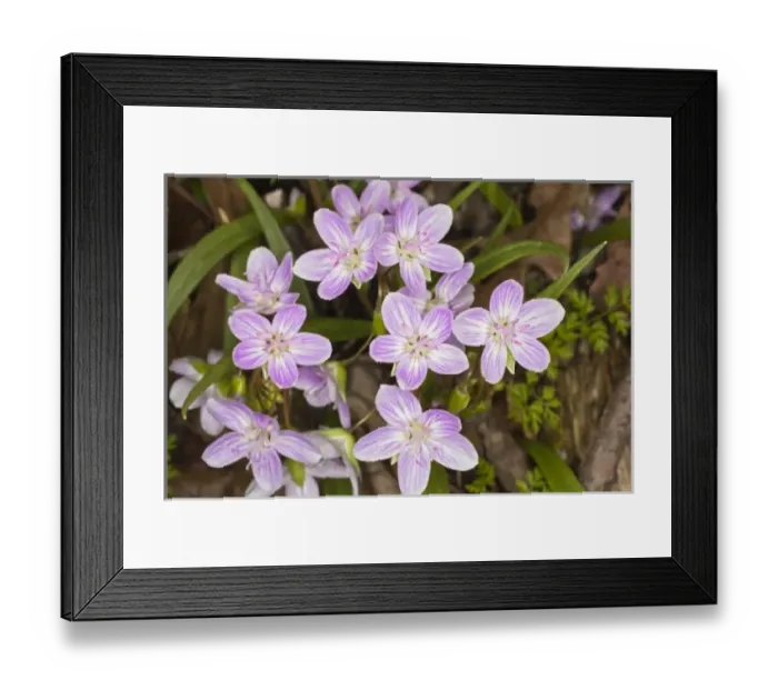 Framed Print : Spring Beauty flowers, Bernheim Forest, Kentucky Framed Print : Spring Beauty flowers, Bernheim Forest, Kentucky