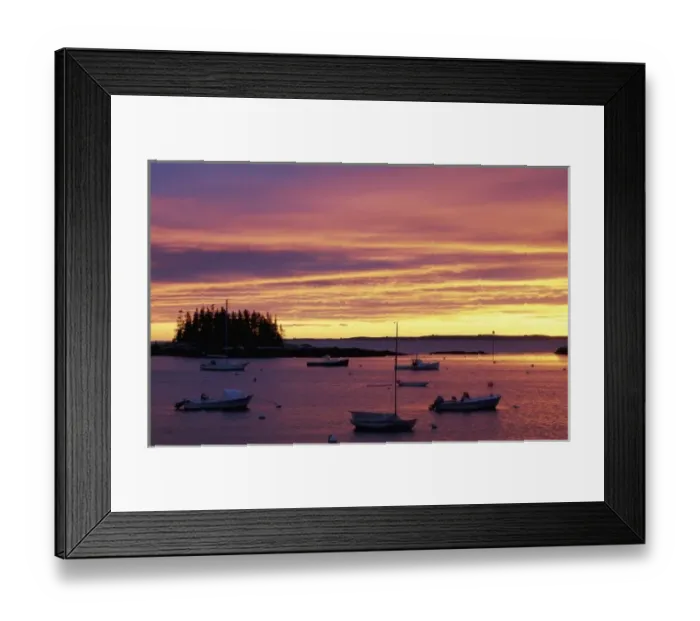 Framed Print : Southport Island, ME. Spruce trees silhouetted against the sunset sky at the southern Framed Print : Southport Island, ME. Spruce trees silhouetted against the sunset sky at the southern