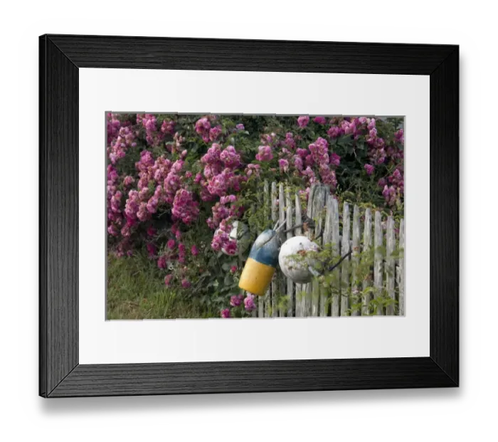 Framed Print : USA, Massachusetts, Mattapoisett Framed Print : USA, Massachusetts, Mattapoisett