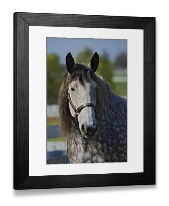 Framed Print : Horse portrait, Kentucky Horse Park, Lexington, Kentucky Framed Print : Horse portrait, Kentucky Horse Park, Lexington, Kentucky