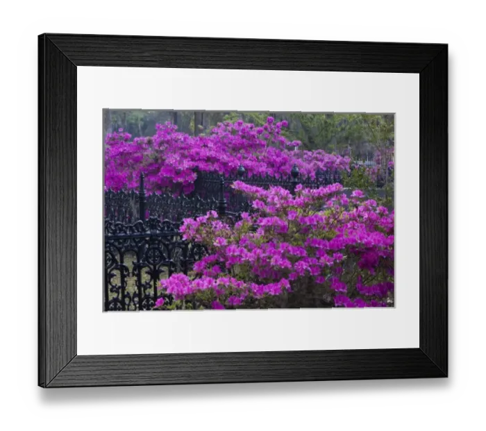 Framed Print : USA, North America, Georgia, Savannah. Azaleas blooming in Bonaventure Cemetery Framed Print : USA, North America, Georgia, Savannah. Azaleas blooming in Bonaventure Cemetery