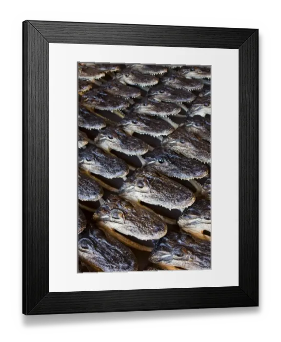 Framed Print : USA, Louisiana, New Orleans. French Quarter, French Market, Aligator heads Framed Print : USA, Louisiana, New Orleans. French Quarter, French Market, Aligator heads
