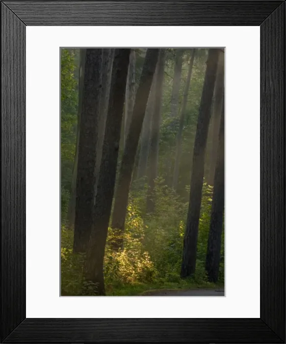 Framed Print : Itasca State Park, Minnesota, USA Framed Print : Itasca State Park, Minnesota, USA