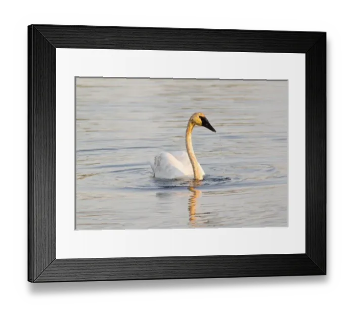 Framed Print : Trumpeter Swan at small lake at Seney National Wildlife Refuge in the UP of Michigan