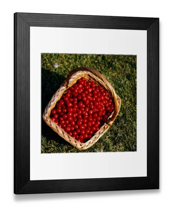 Framed Print : USA, Minnesota, Fruit, Cherries, Mountmorency in Wicker Basket Framed Print : USA, Minnesota, Fruit, Cherries, Mountmorency in Wicker Basket