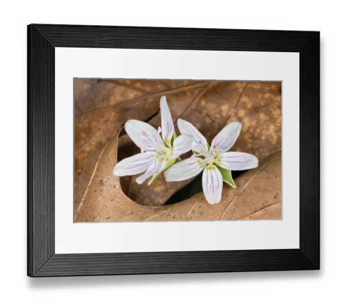 Framed Print : Spring Beauty flowers, Bernheim Forest, Kentucky Framed Print : Spring Beauty flowers, Bernheim Forest, Kentucky