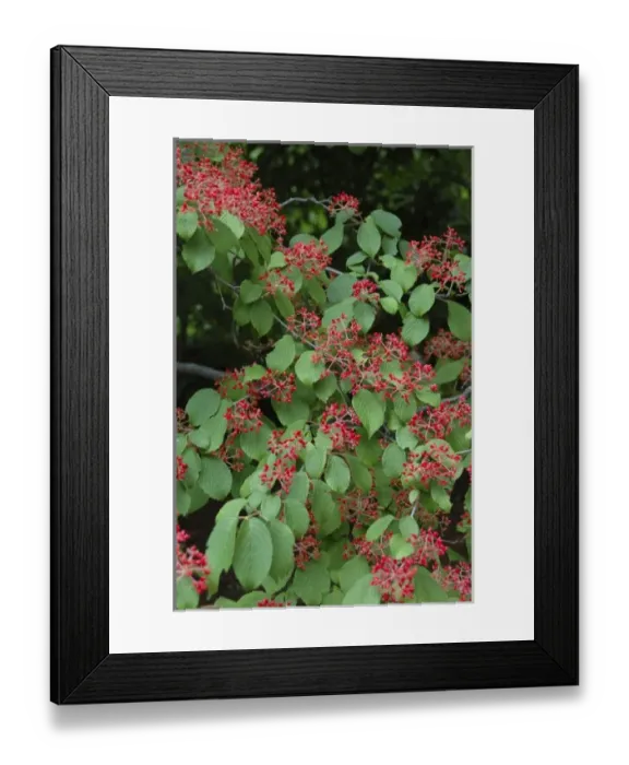 Framed Print : U. S. A. USA, Massachusetts, MA, Boylston, Tower Hill Botanic Garden, Doublefile Viburnum Framed Print : U. S. A. USA, Massachusetts, MA, Boylston, Tower Hill Botanic Garden, Doublefile Viburnum