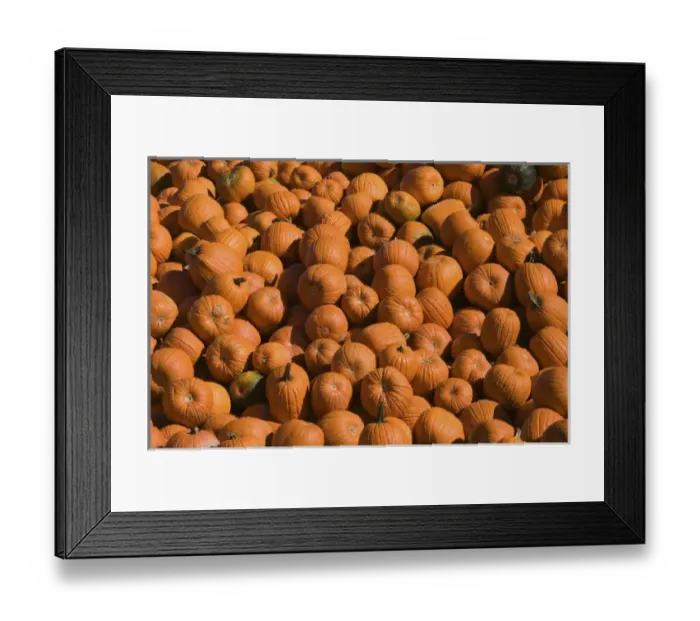 Framed Print : USA, Massachusetts, Central, CONCORD: Pumpkins / Autumn Framed Print : USA, Massachusetts, Central, CONCORD: Pumpkins / Autumn