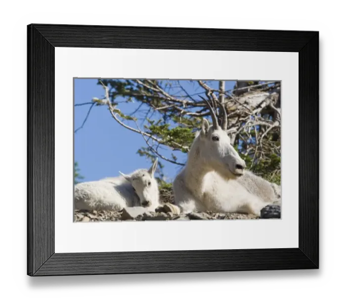 Framed Print : Mountain goat nanny with kid in Glacier National Park in Montana