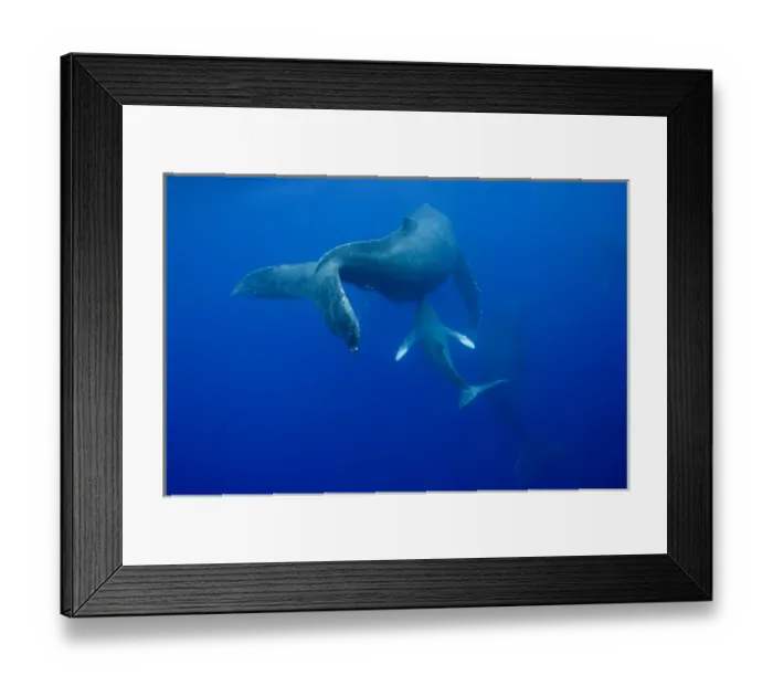Framed Print : USA, Hawaii, Big Island, Underwater view of Humpback Whale calf (Megaptera novaengliae)