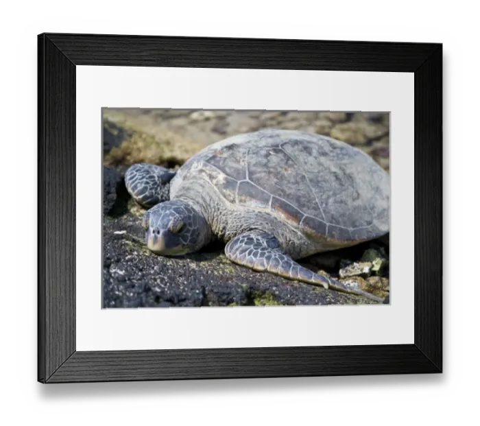 Framed Print : USA, North America, Hawaii Framed Print : USA, North America, Hawaii