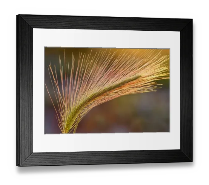 Framed Print : USA, North America, Montana Framed Print : USA, North America, Montana