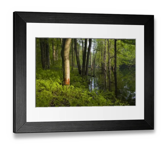 Framed Print : USA, North America, Massachusetts Framed Print : USA, North America, Massachusetts