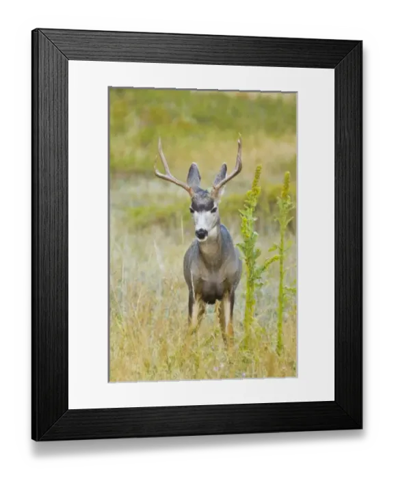 Framed Print : USA, North America, Montana Framed Print : USA, North America, Montana