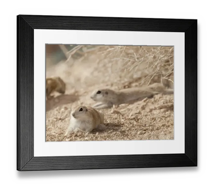 Framed Print : USA, North America, Nevada Framed Print : USA, North America, Nevada