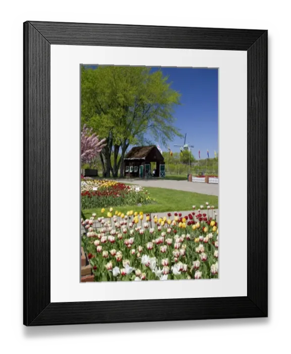 Framed Print : Windmill Island park with tulips in bloom at Holland, Michigan