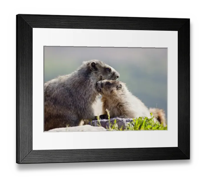 Framed Print : USA, North America, Montana Framed Print : USA, North America, Montana